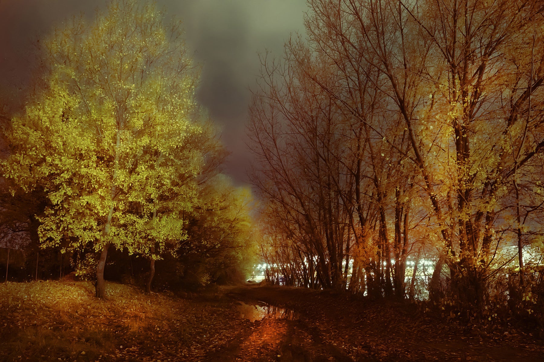 Réflexion de nuit d'automne arbres tranquilles dans des teintes dorées murales murales