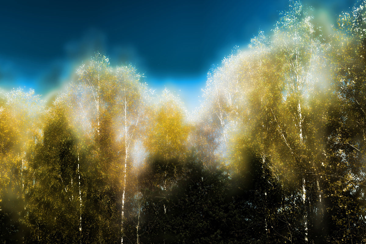 Etherische herfstbosfotografie | Serene bomen en wolken | Nature Wall Art Wall Mural in your room