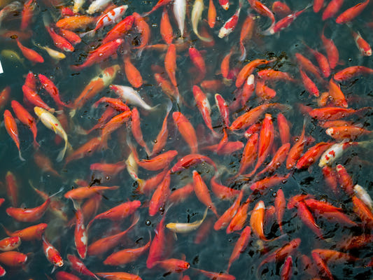 Koi Pond Swirl Wall Seinämaalaus