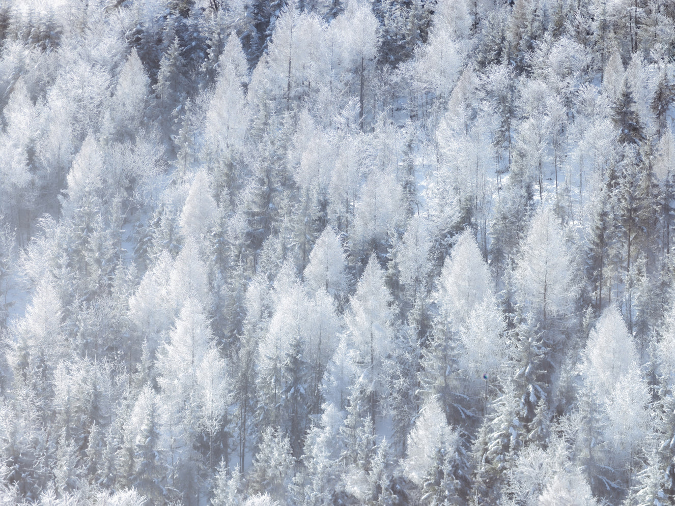Frosted Woodland Dream Wall Mural