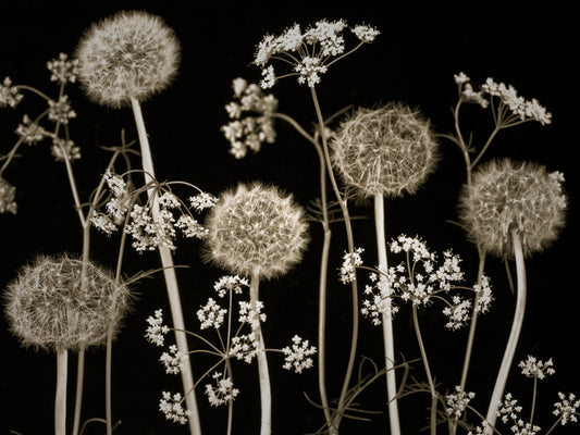 Blumenflüstern Wandgemälde