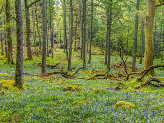 Woodland Serenity Wall Mural