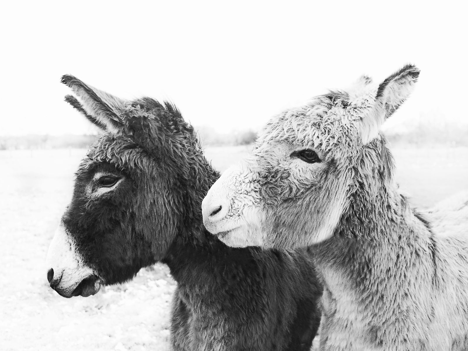 Donkey Love Wall Mural