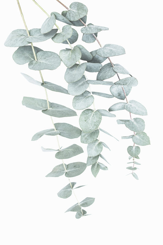 Eukalyptus II Mauer Wandgemälde