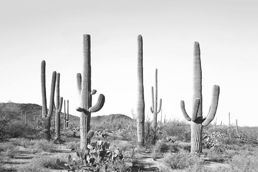 Saguaro Silhouette Mural