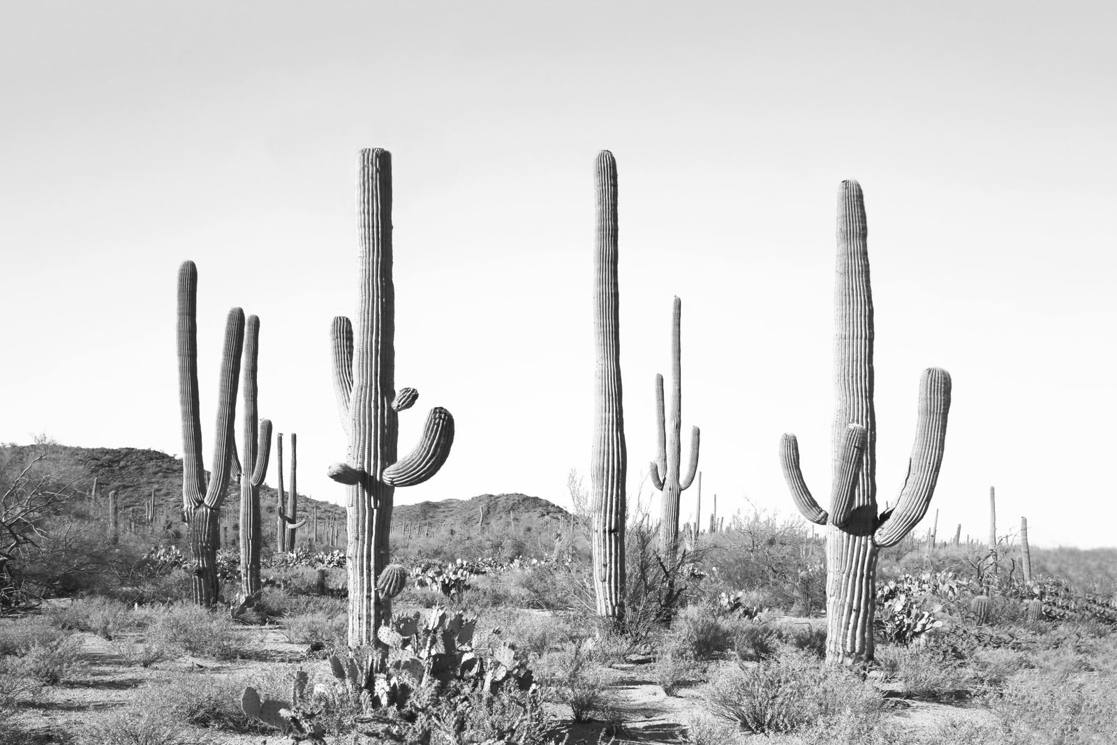 Saguaro silhouette mural mural