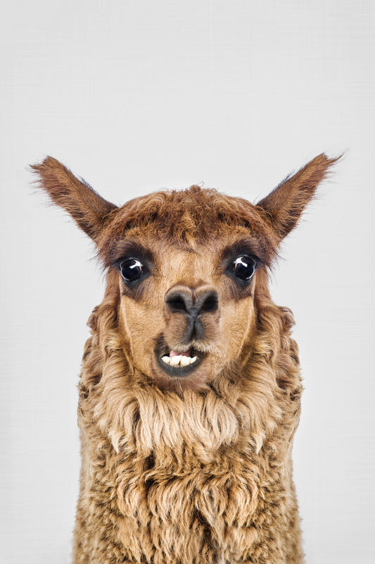 Lama lacht Wandmalerei
