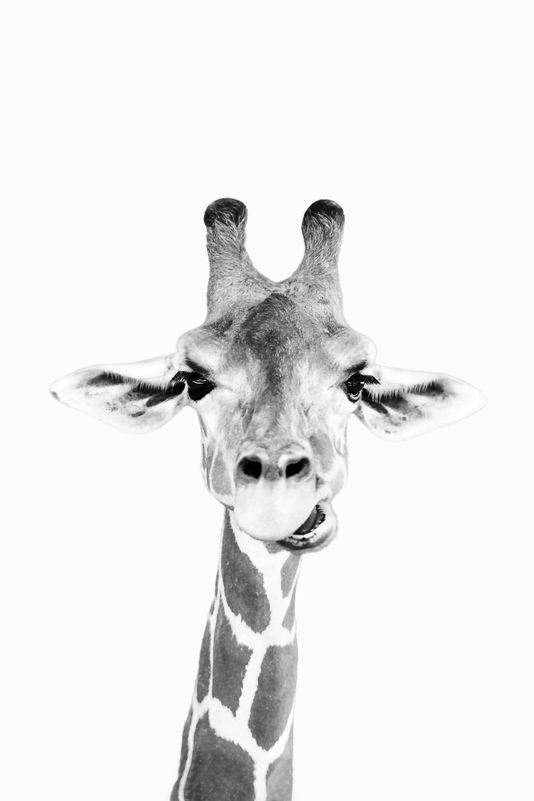 Happy giraffe bw mural mural