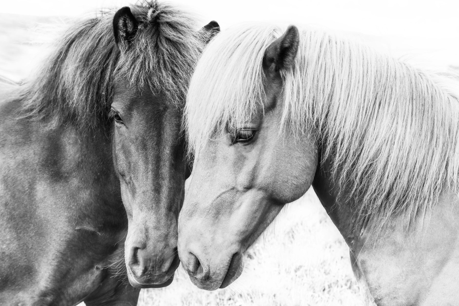 Horse Love Wall Mural in your room — zoomed