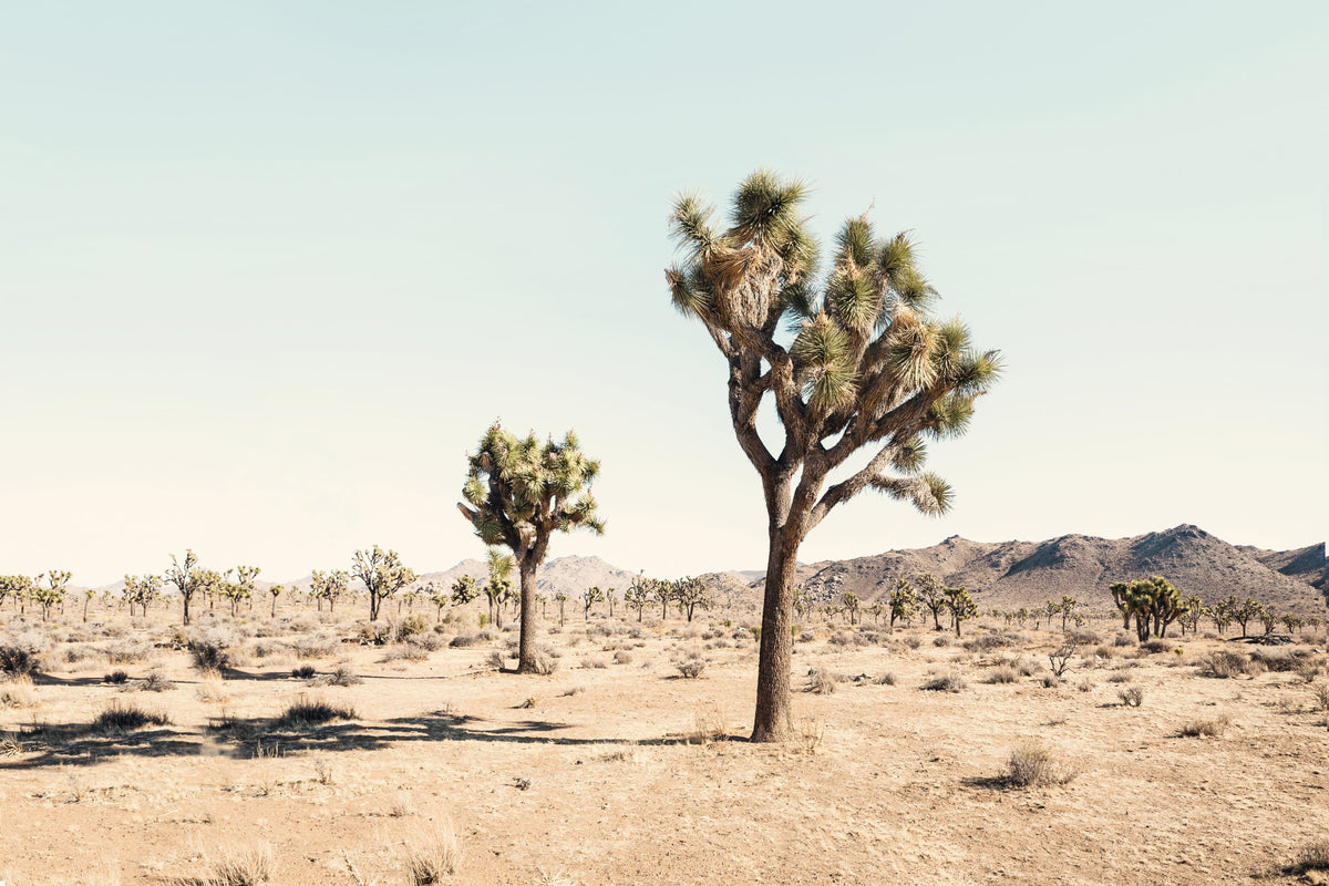 Desert Dreamscape Wall Mural in your room