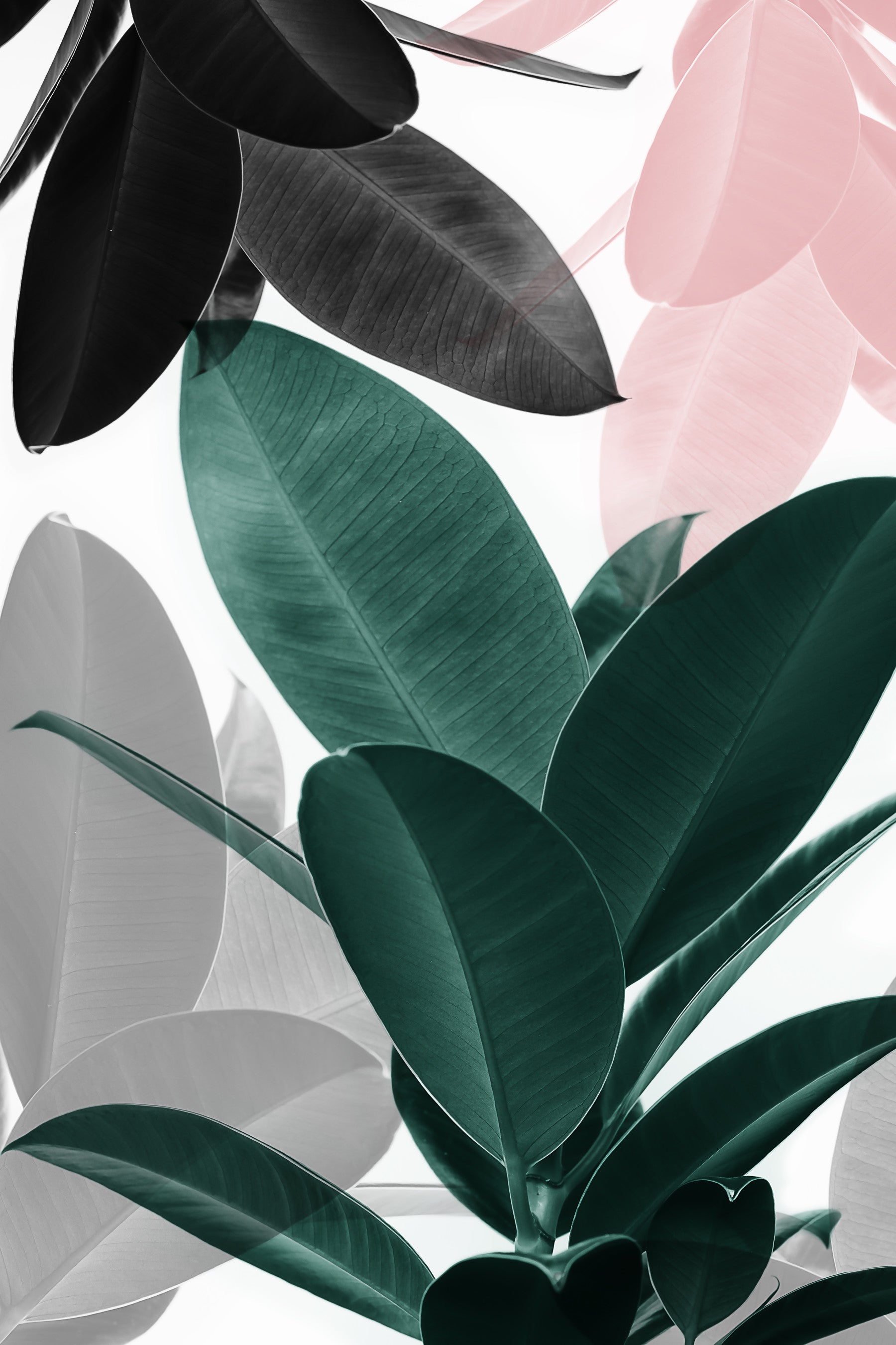 Leaf Play Wall Mural