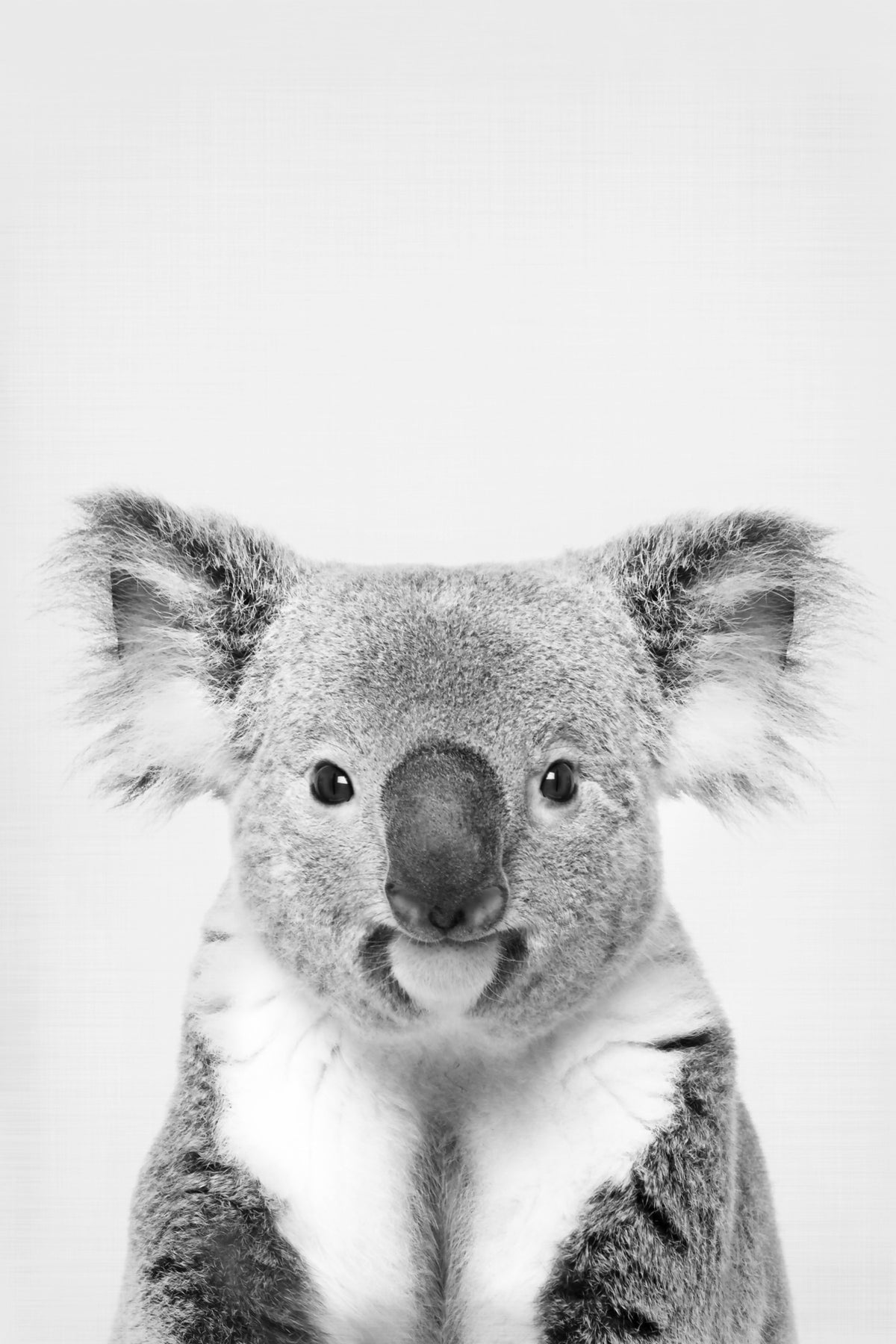 Koala Porträt Wandmalerei in your room