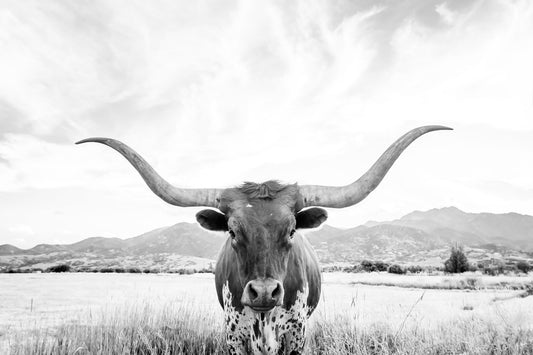 Longhorn BW Wall -Wandgemälde