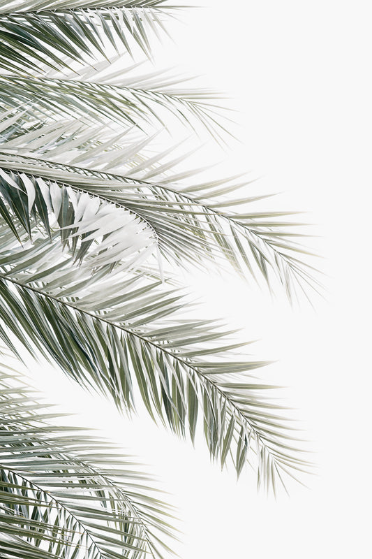 Palm Serenity Wall Mural