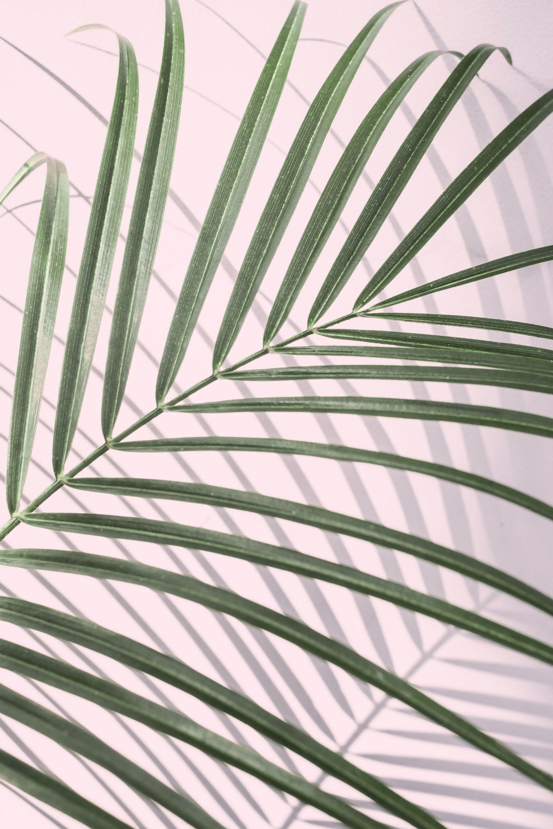 Leaf Whisper Wall Mural in your room — zoomed