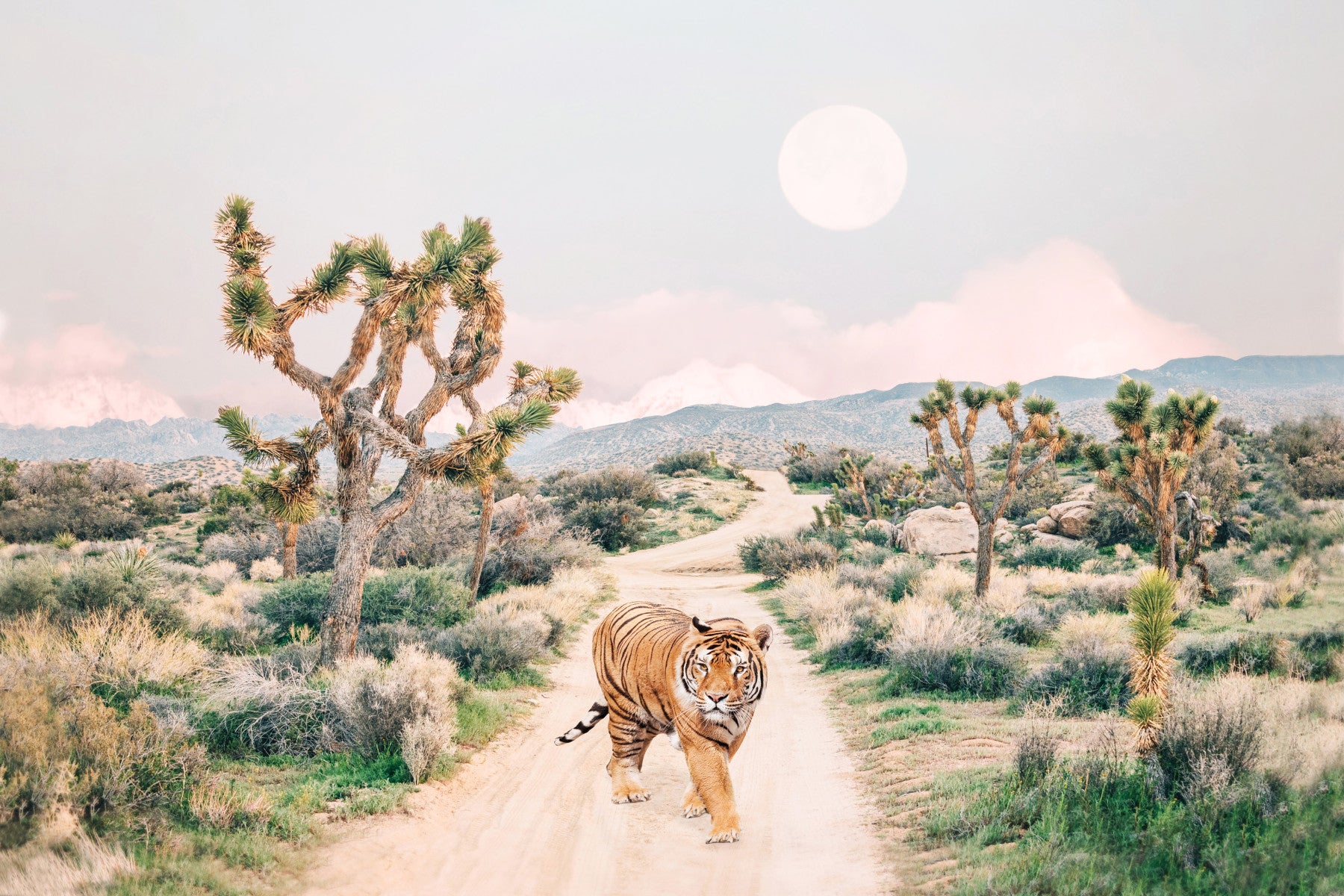 Wandering Tiger Wall Mural