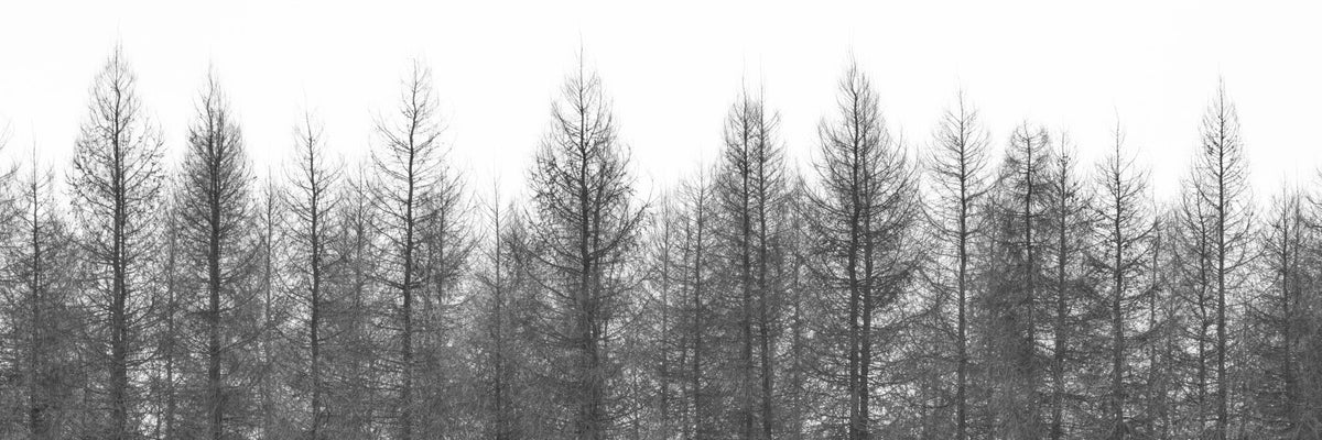 Winter's Edge Wall Mural