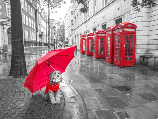 Hund mit Regenschirm im London Wall -Wandbild
