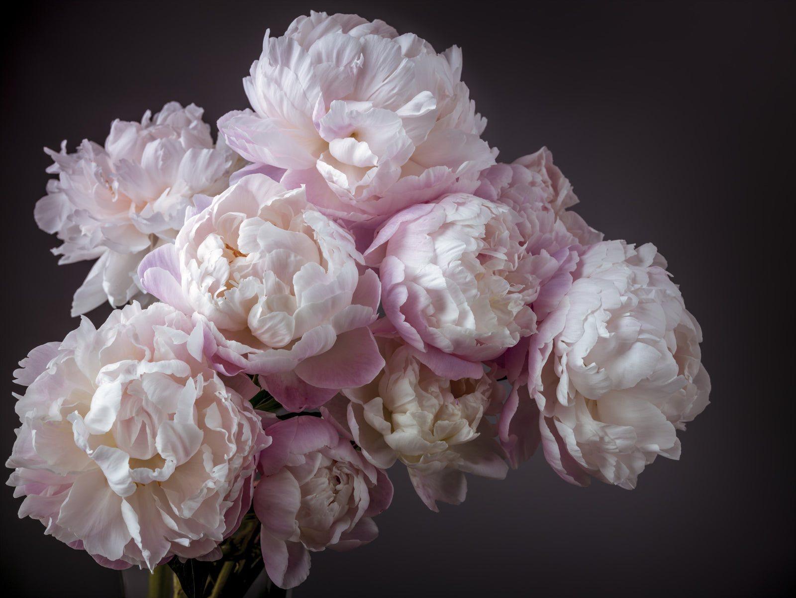 Mazzo di peonie fiori murale murale