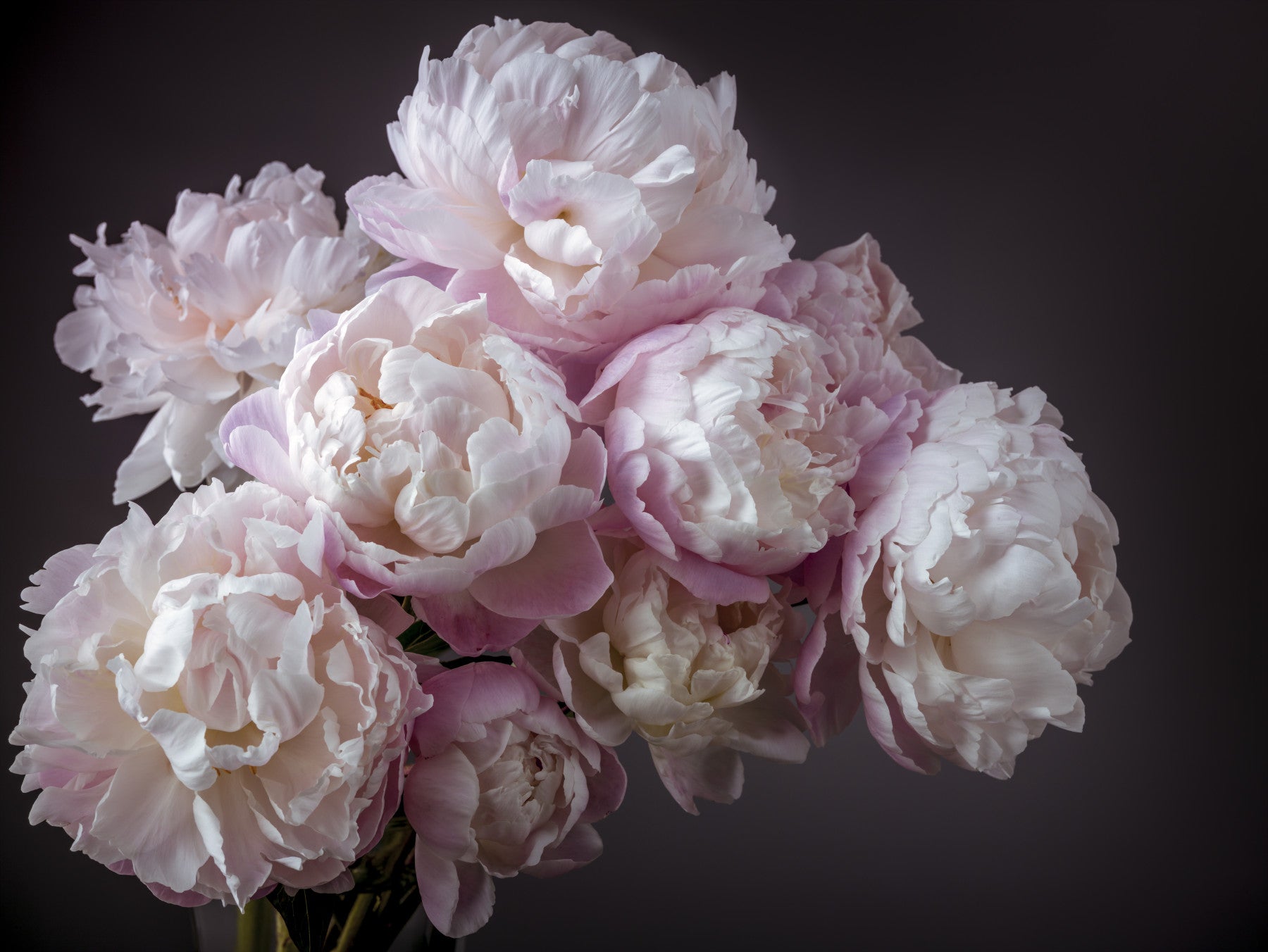 Mazzo di peonie fiori murale murale in your room — zoomed
