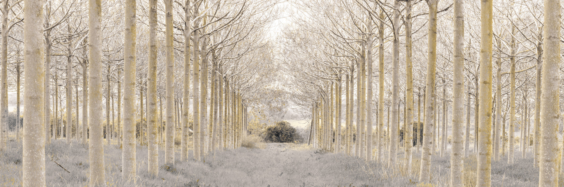 Murale muro di foresta lineare in your room — zoomed