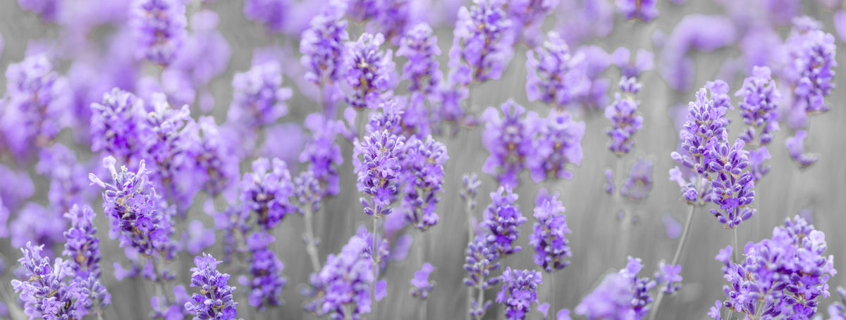 Lavender Farm Wall Mural in your room