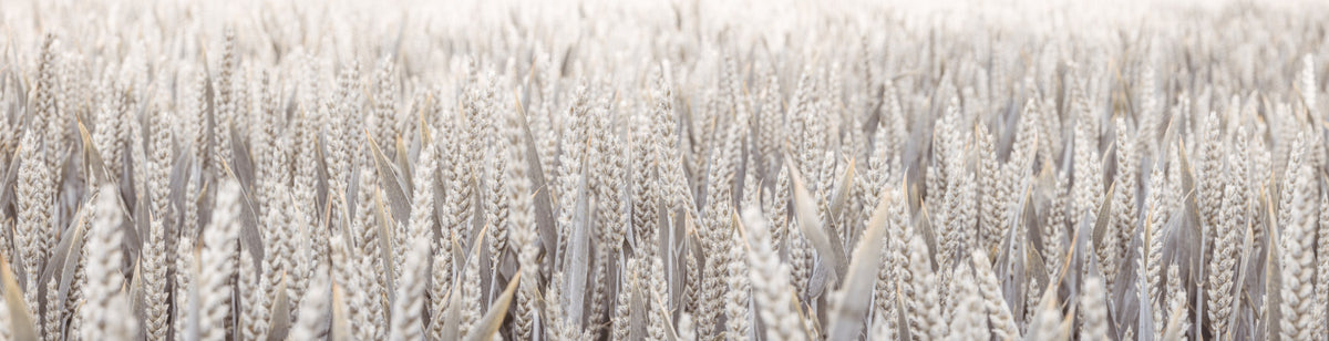 Wheat Field Wall Mural in your room