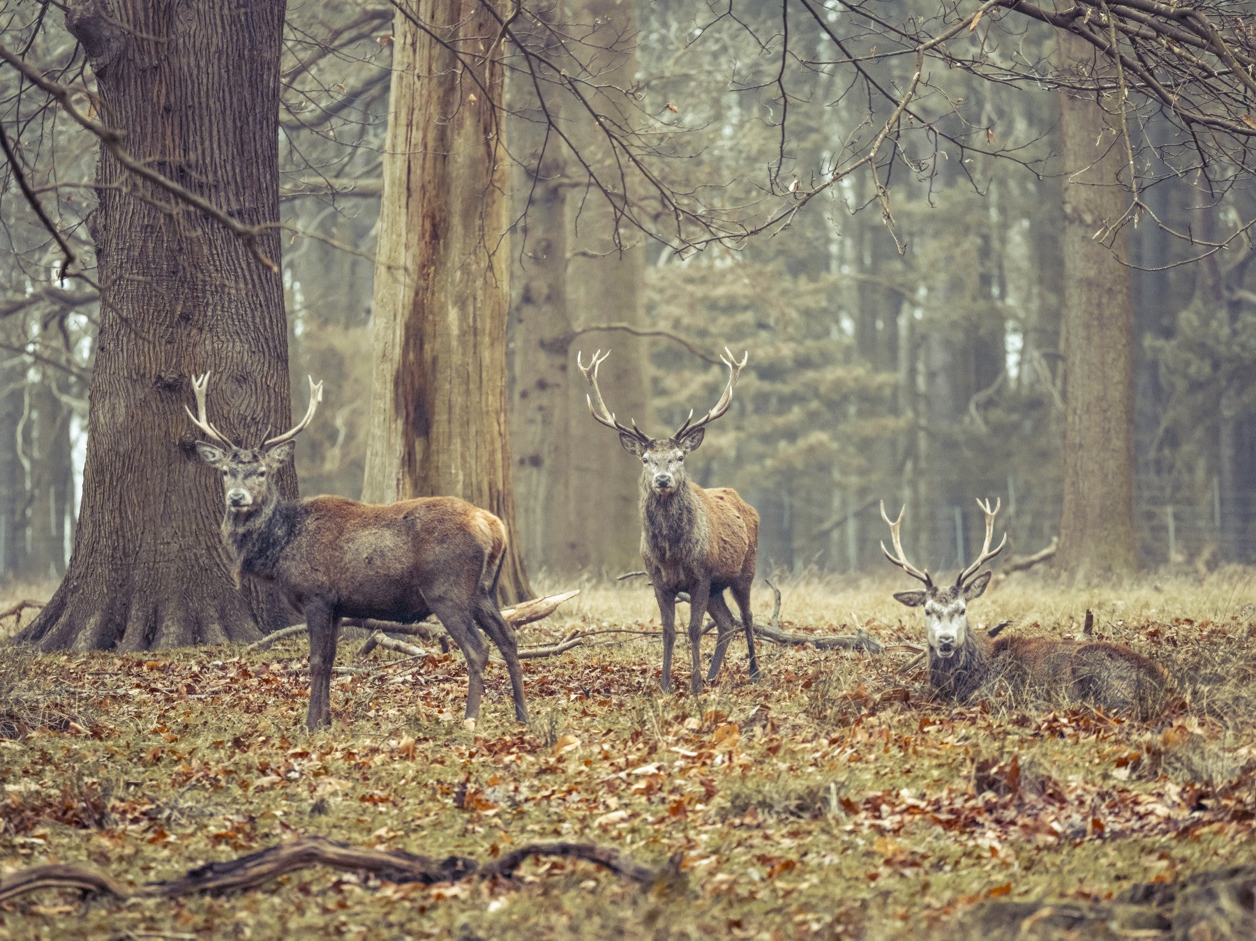 Woodland Lords Wall Mural in your room — zoomed
