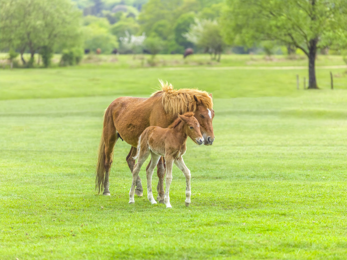 Foal's First Steps Wall Mural in your room