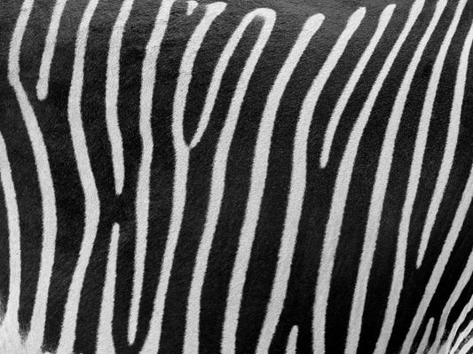 Murale murale a strisce di zebra
