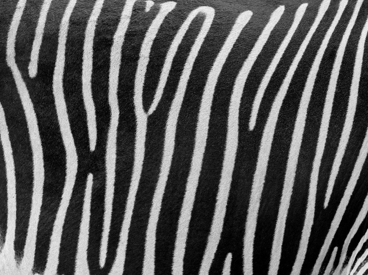 Rayures zébrés murale murale in your room — zoomed