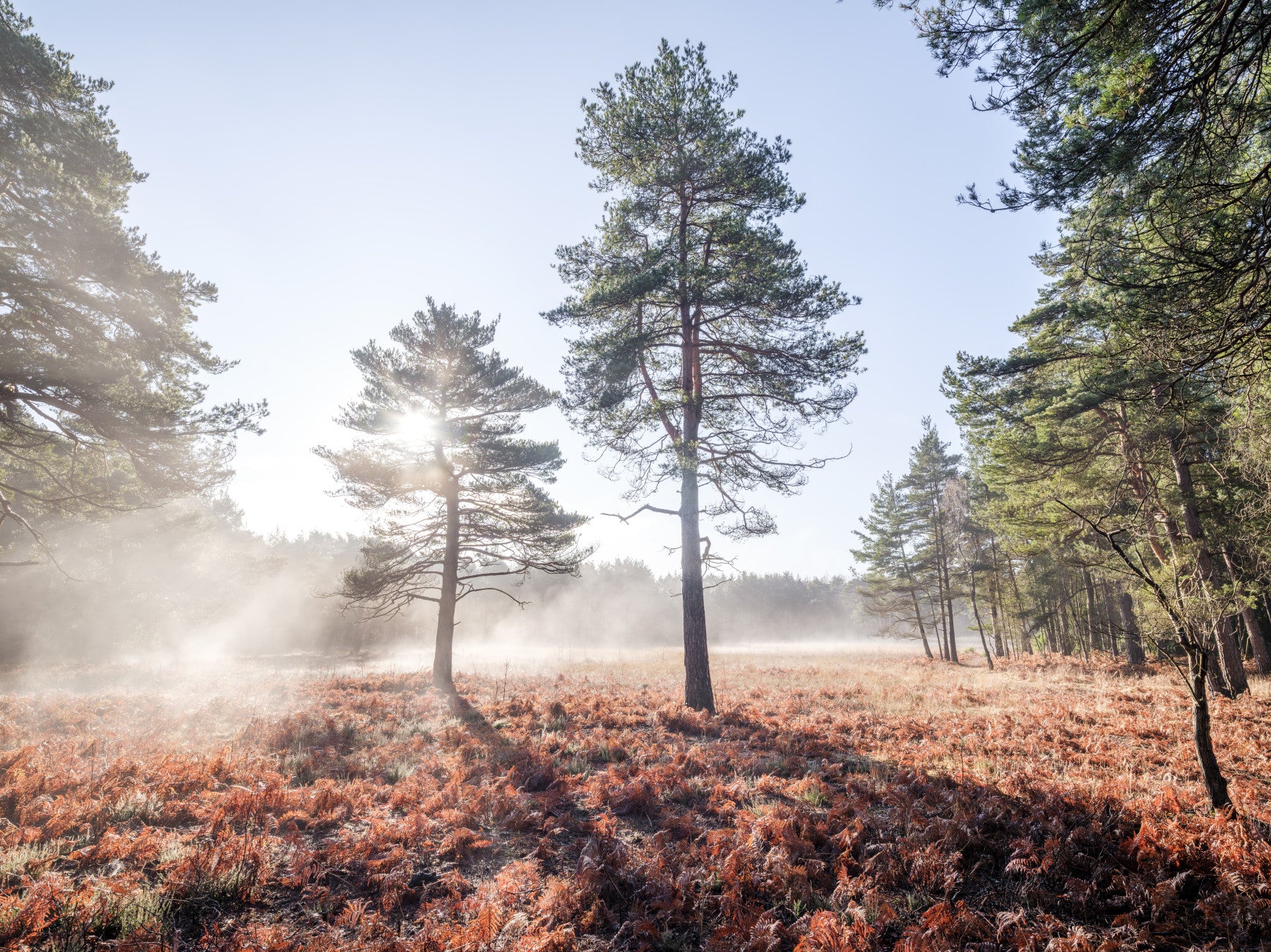 Verzaubertes nämmeres Wandgemälde der Waldmauer