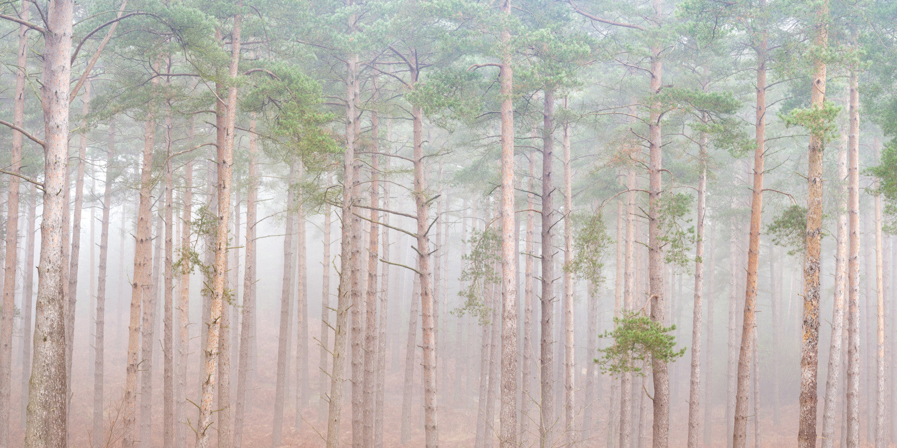 Tranquil Pine Veil Wall Mural