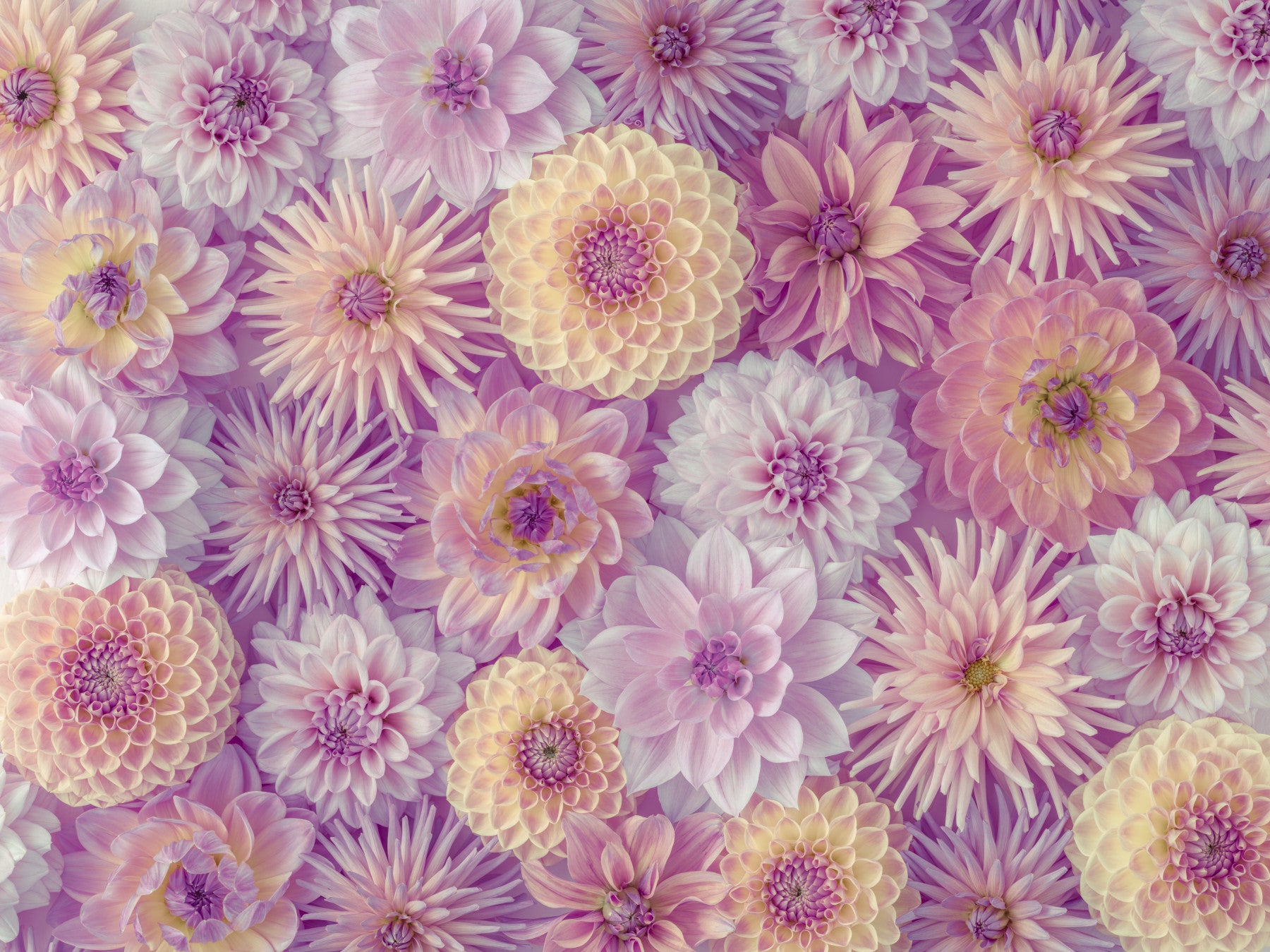 Kleurrijke dahlia mozaïekmuur muurschildering
