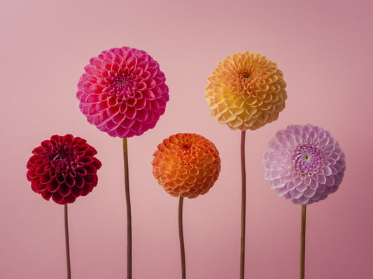 Lebendiger Dahlia Quintuplet Wall -Wandgemälde