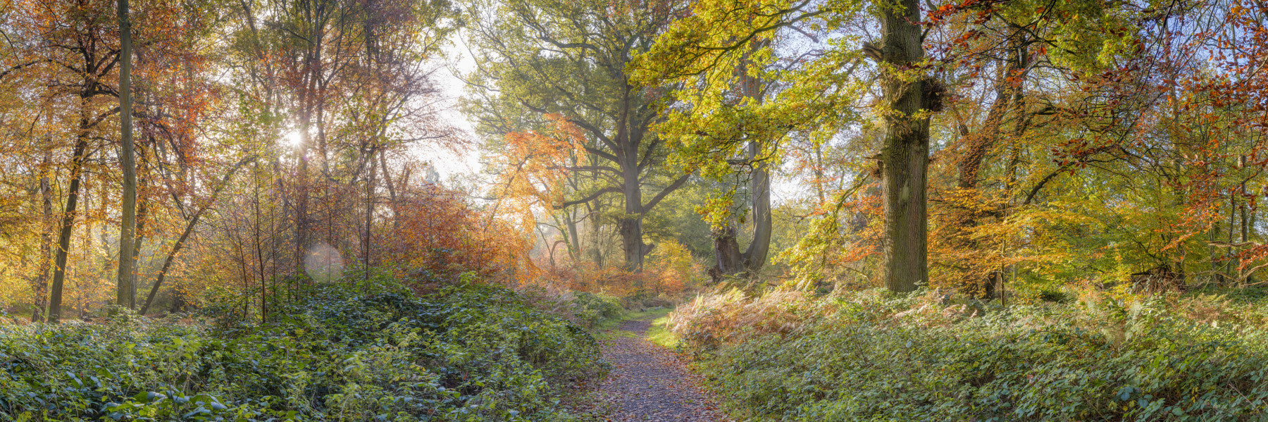 Vibrant Fall Pathway Wall Mural