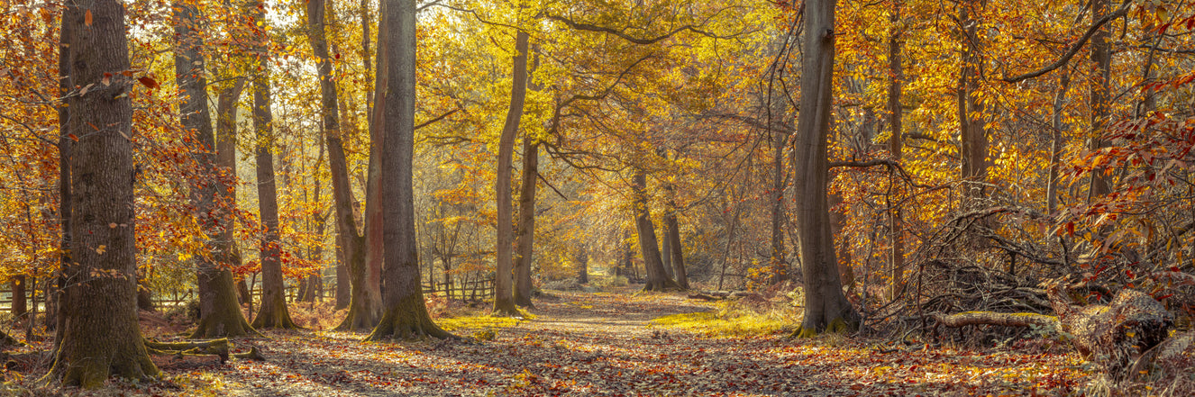 Golden Herbst Woods Wall Wandgemälde