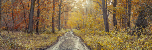 Rustikaler Weg durch Woods Wall -Wandbild