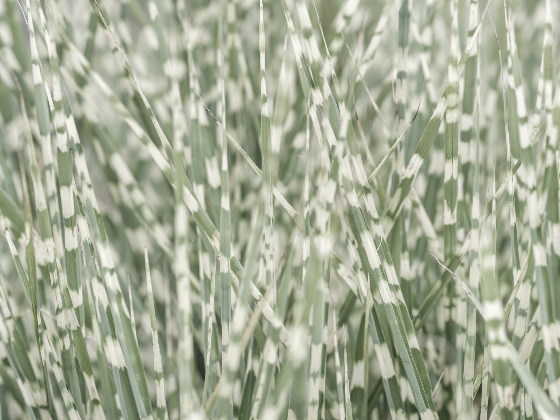 Whispering Grassland Wall Mural in your room — zoomed