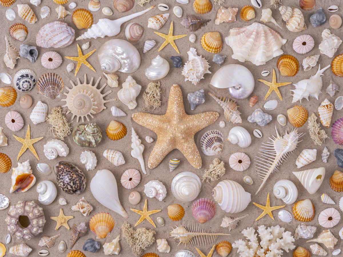 Muschelsammlung Wandmalerei