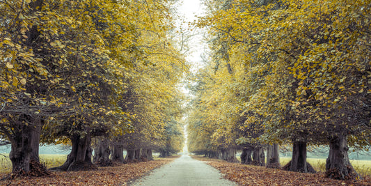 Road through Fall Forest Wall Mural