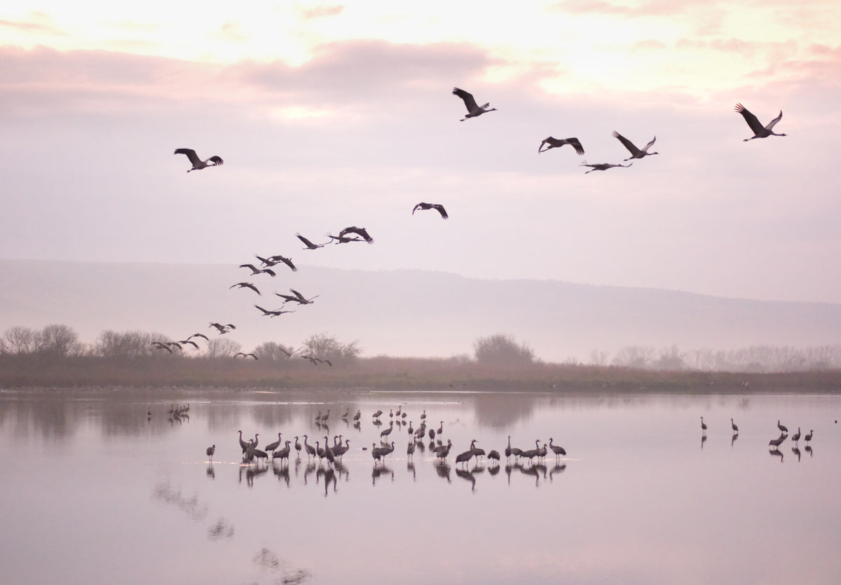 Still Waters, Flying Cranes Wall Mural