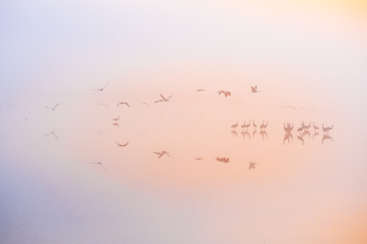 Dreamy Misty Sunrise avec des grues murales murales in your room — zoomed