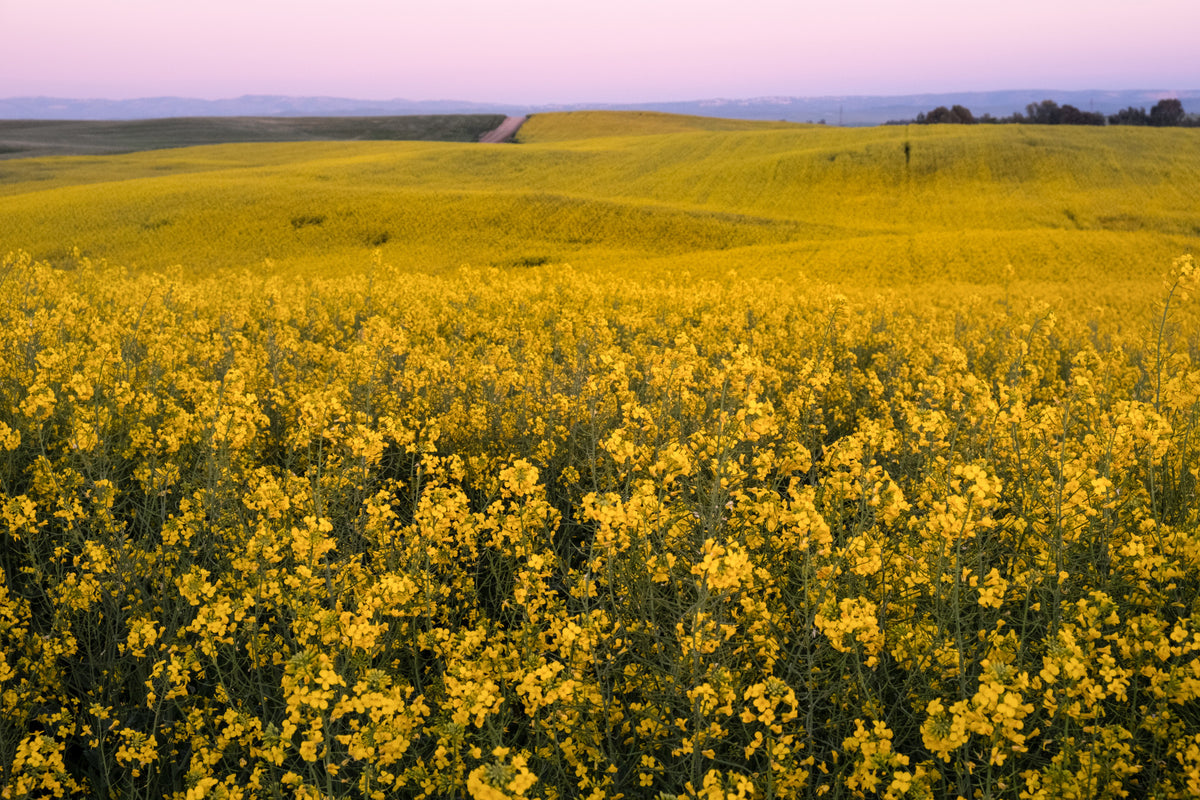 Radiant mustard bloom Fields Wall Mural