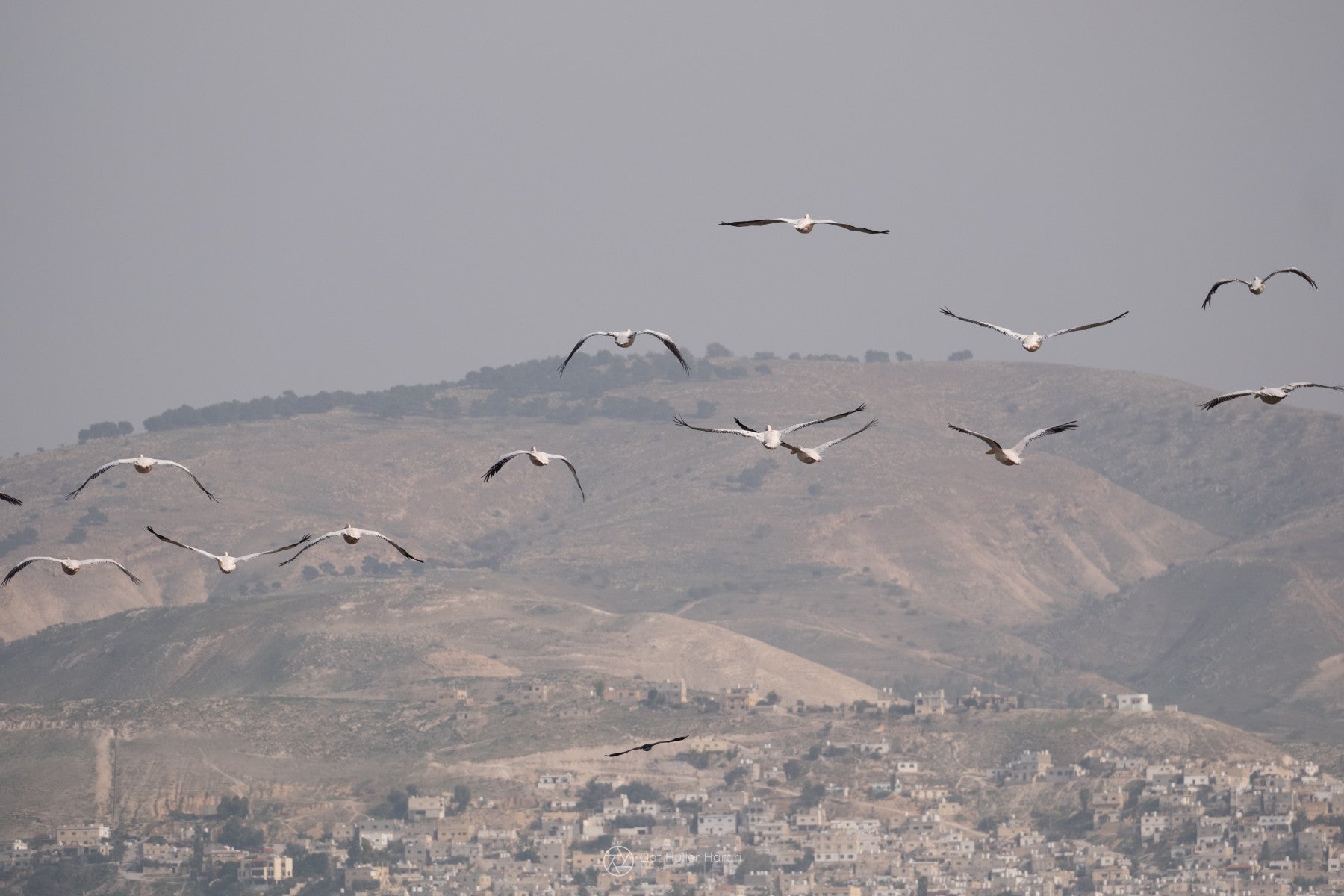 Birds Above biblical Hills Wall Mural in your room — zoomed