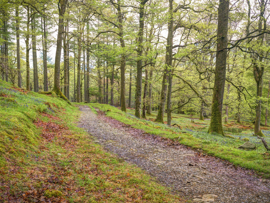 Enchanted Woods trail vægmaleri