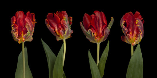 Rokoko -Tulpen Wandmalerei
