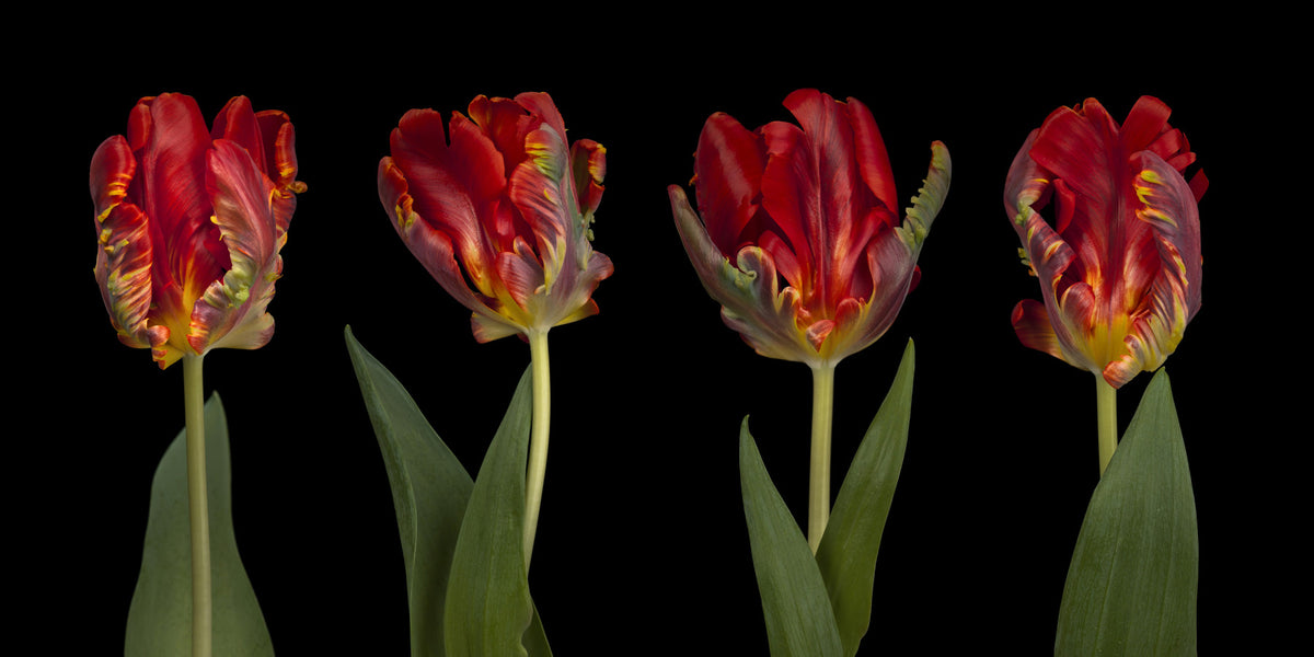 Rococo Tulipsの壁の壁画 in your room — zoomed