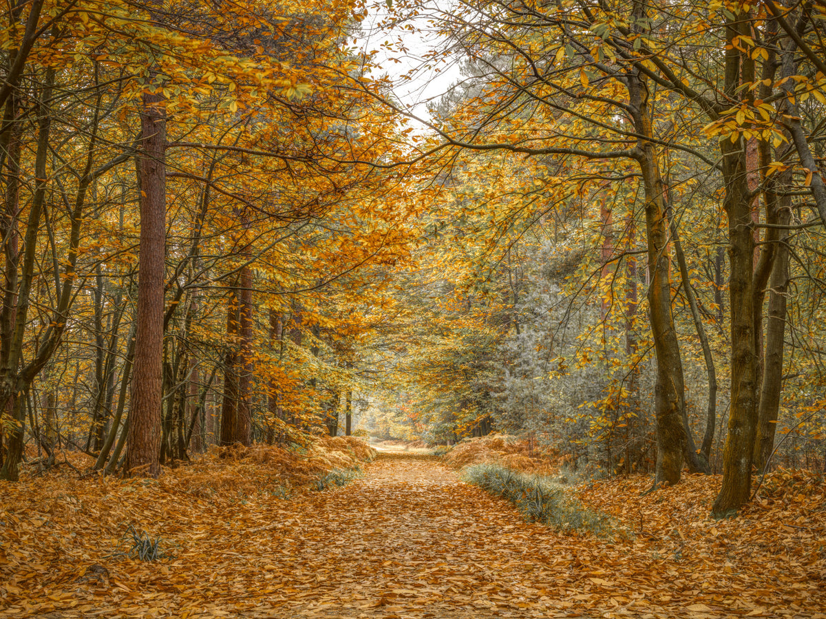 Golden Woodland Trail Wall Mural