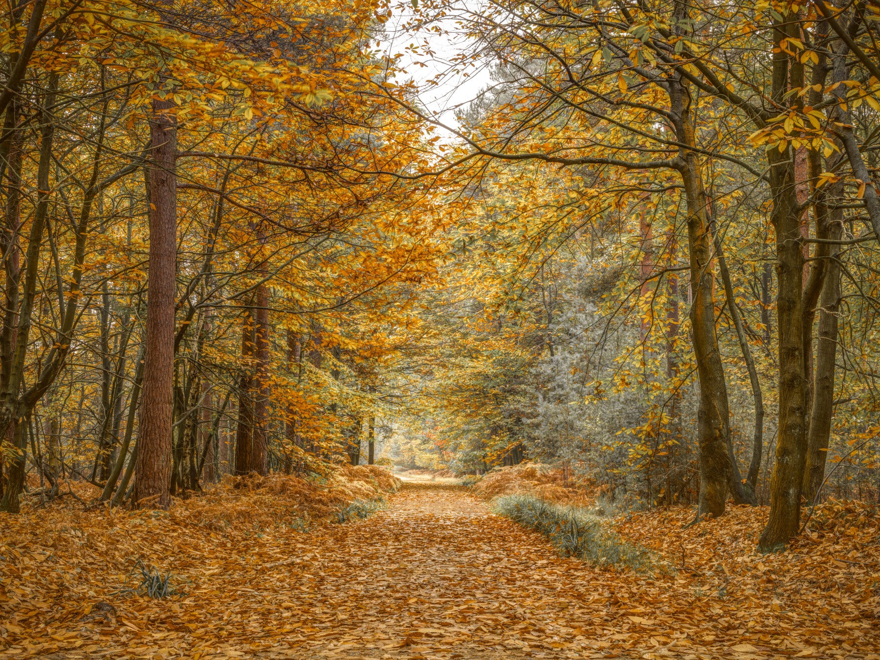 Golden Woodland Trail Wall Mural in your room — zoomed